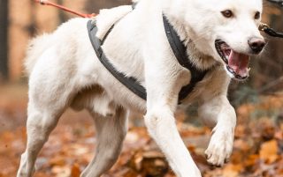 formation-la-planification-de-lentrainement-en-attelage-canin