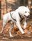 Formation sur la planification de l’entraînement en attelage canin