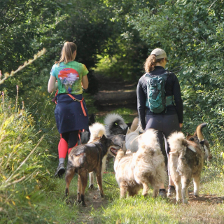 Randonnée avec chiens en liberté